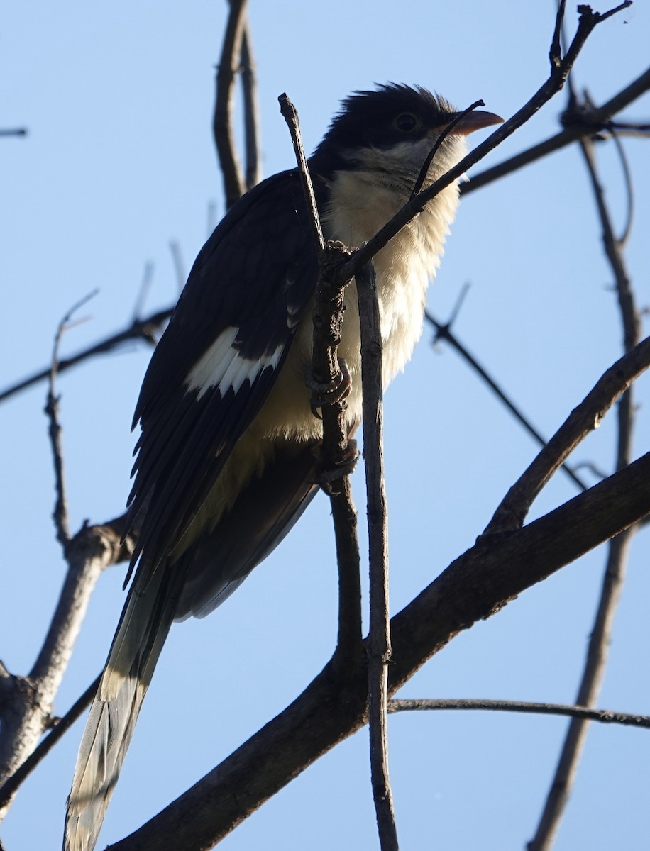 Pied Cuckoo - ML646240396