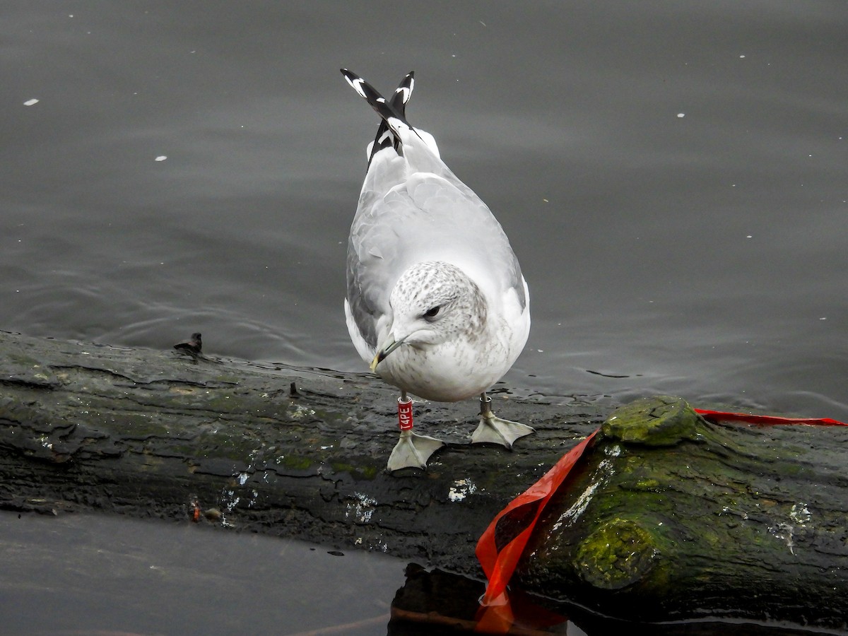 Gavina - ML646240400