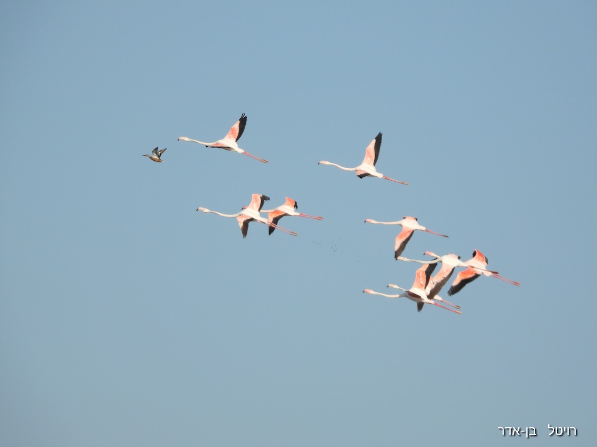 Greater Flamingo - ML646240402