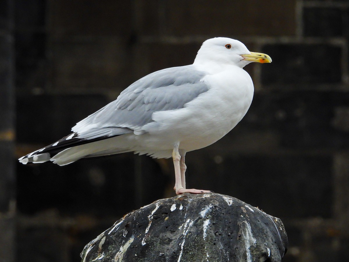 Gabbiano reale pontico - ML646240404