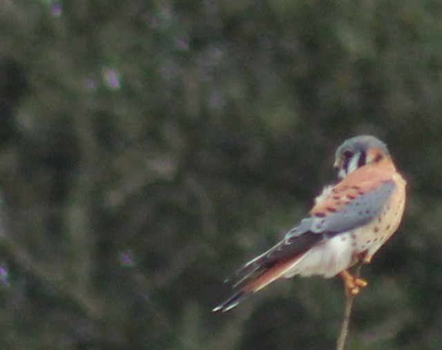 American Kestrel - ML646240405