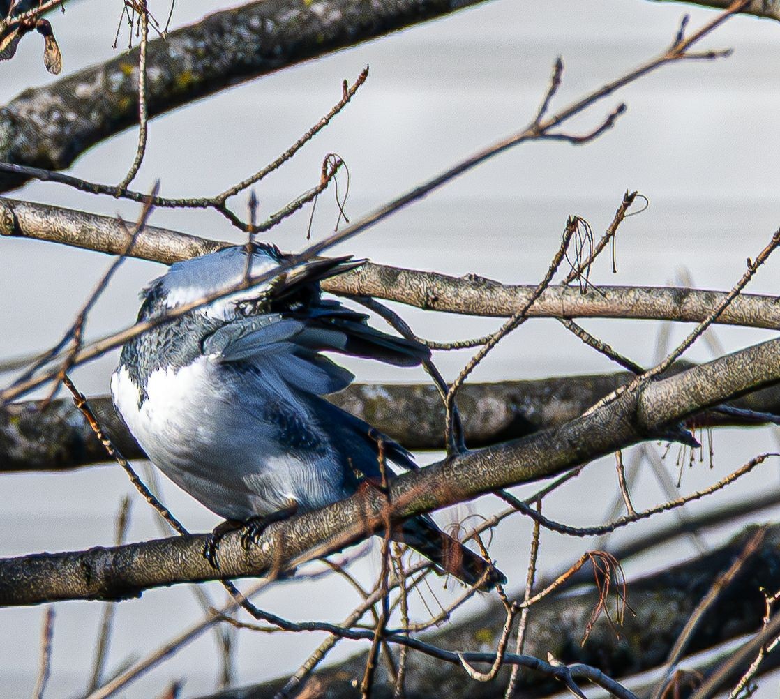 Belted Kingfisher - ML646240407