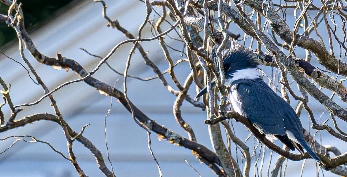 Belted Kingfisher - ML646240408