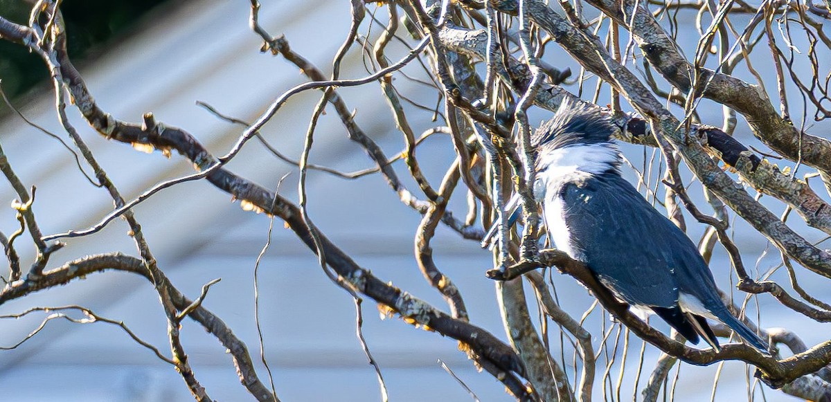 Belted Kingfisher - ML646240410