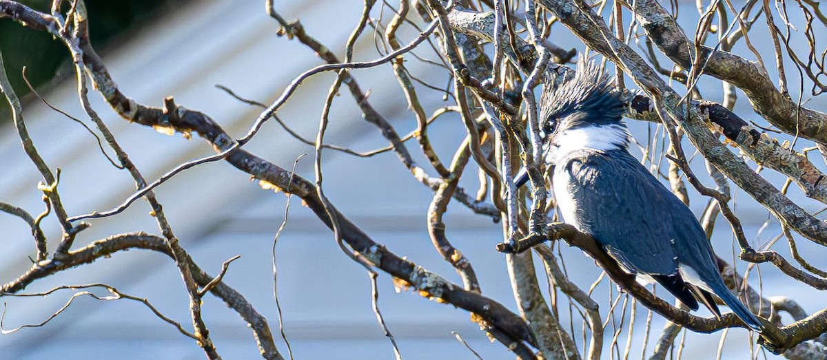 Belted Kingfisher - ML646240411