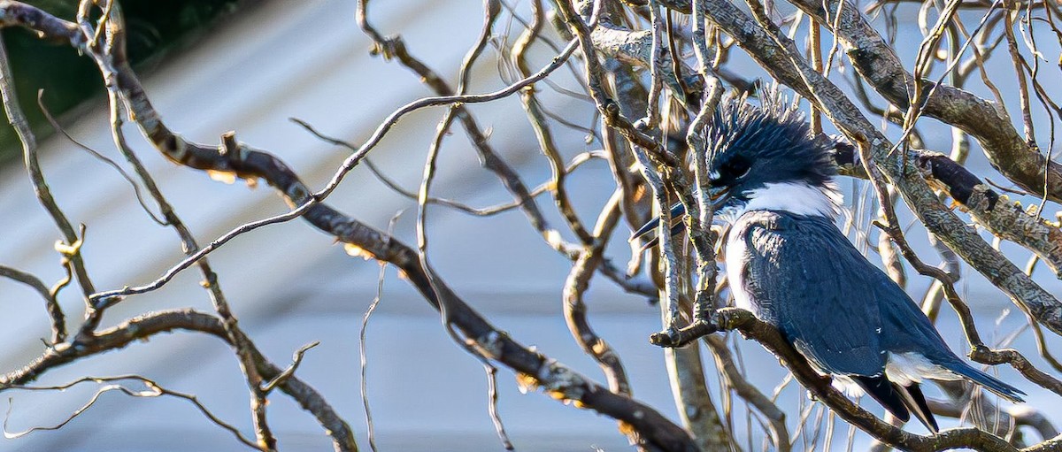 Belted Kingfisher - ML646240415