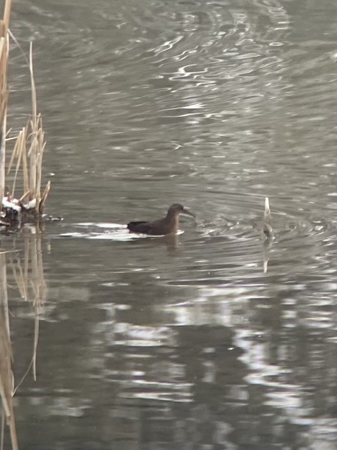 Virginia Rail - ML646240416