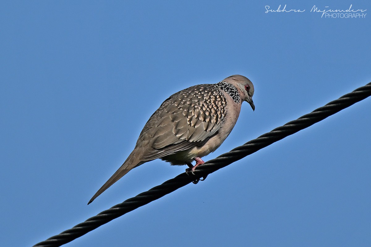 Spotted Dove - ML646240419