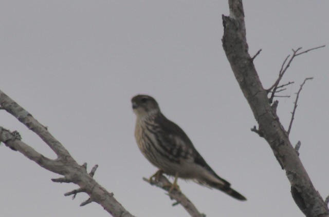 Merlin - ML646240421