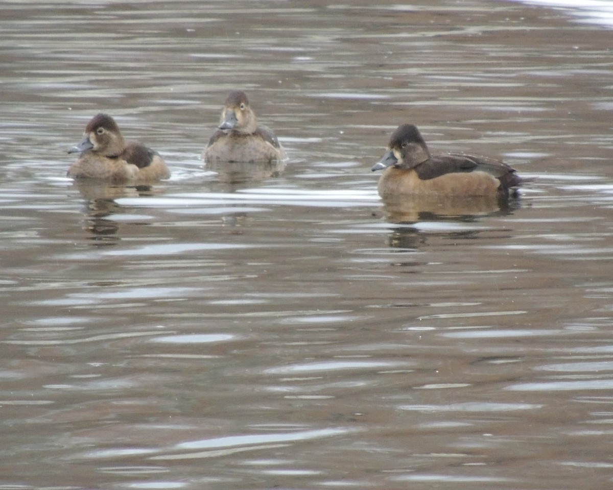 Ring-necked Duck - ML646240422