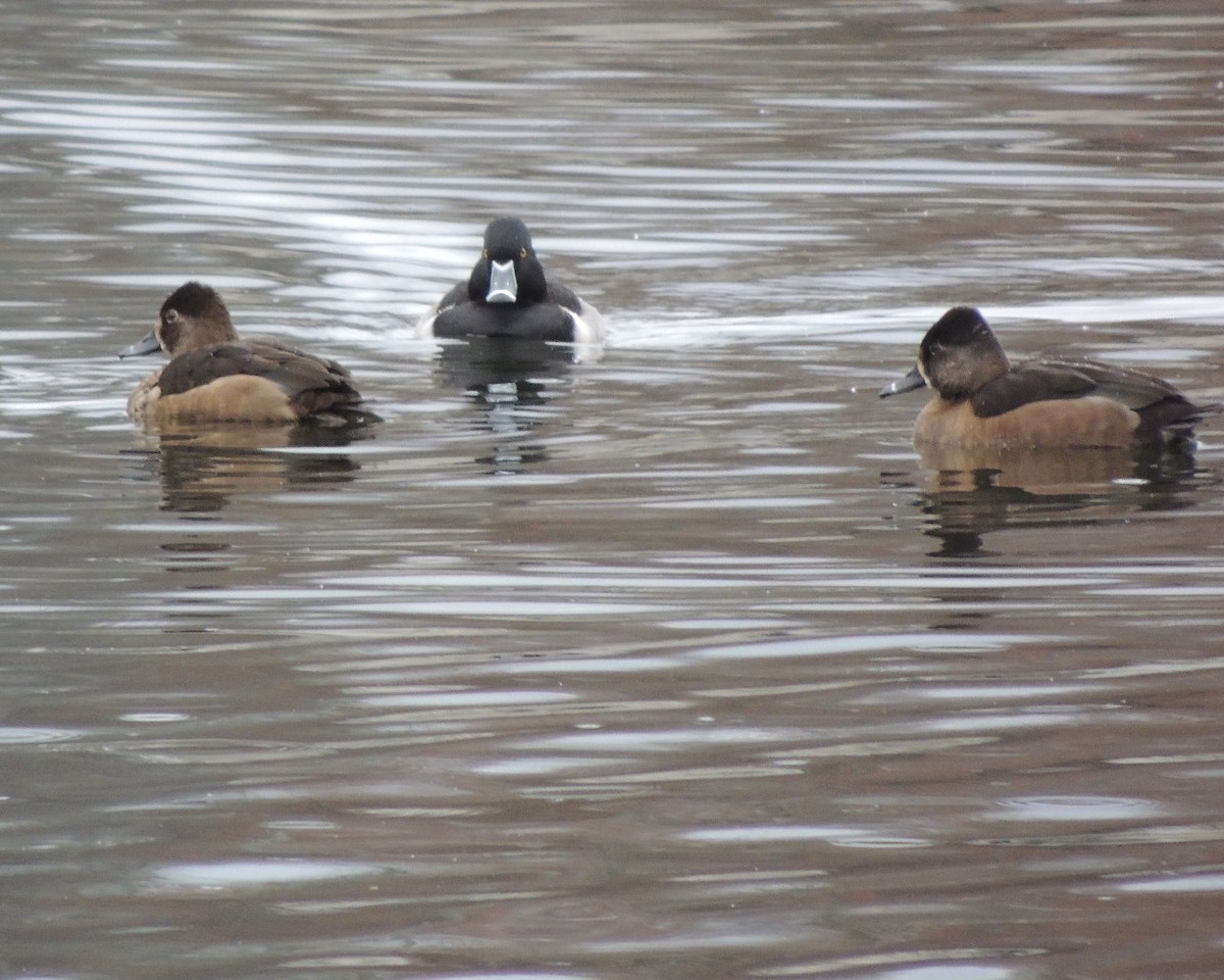 Ring-necked Duck - ML646240424