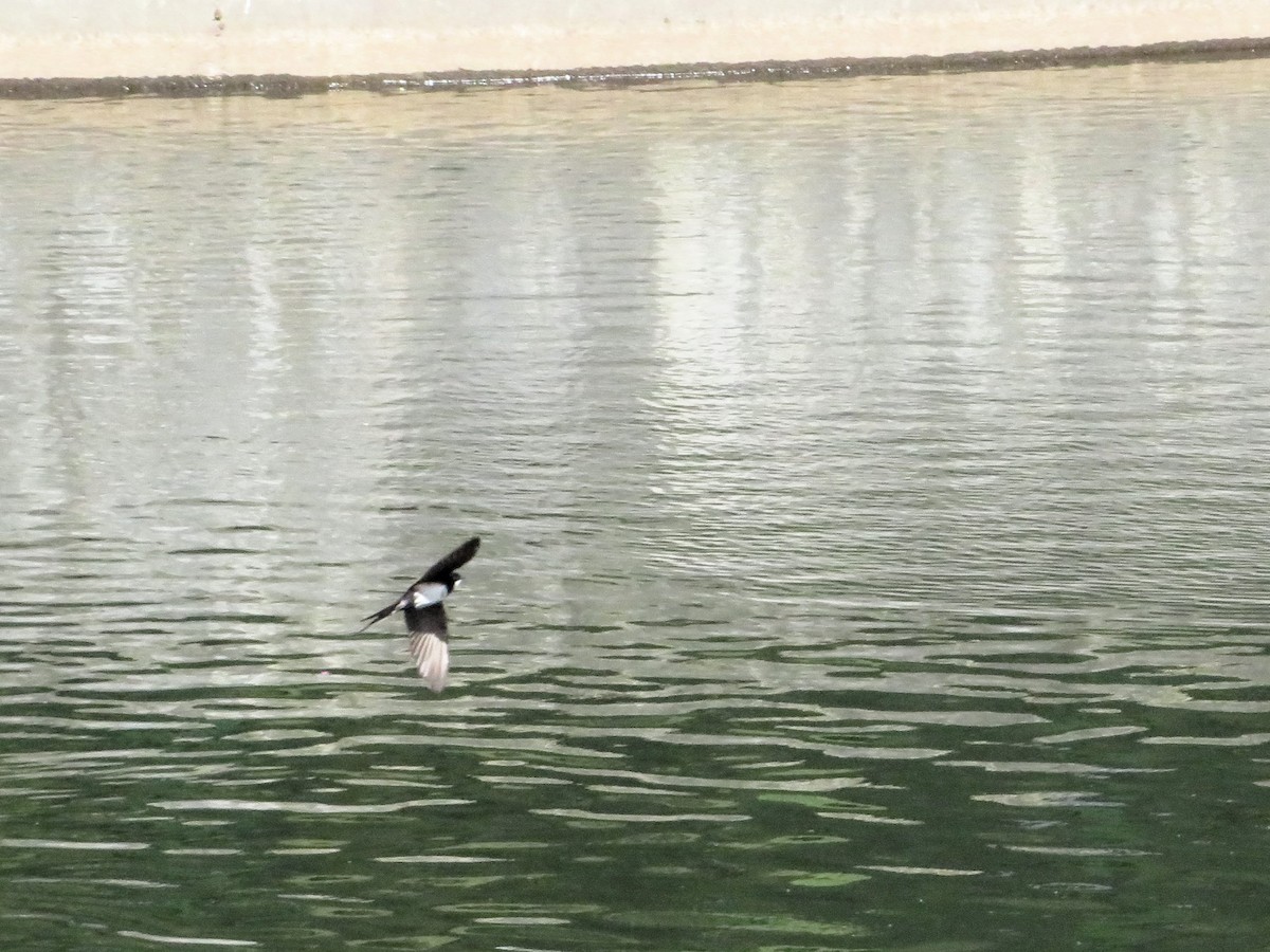 vlaštovka límcová - ML646240426