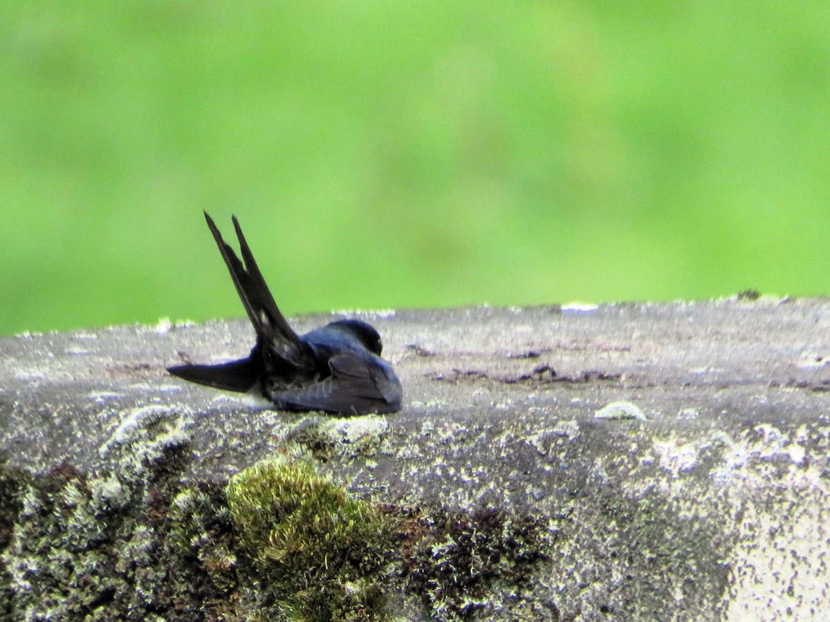 vlaštovka límcová - ML646240427