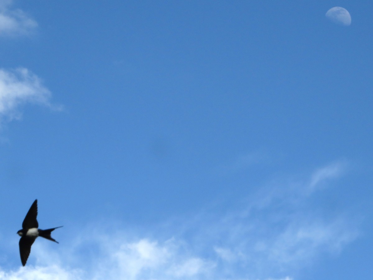 vlaštovka límcová - ML646240428