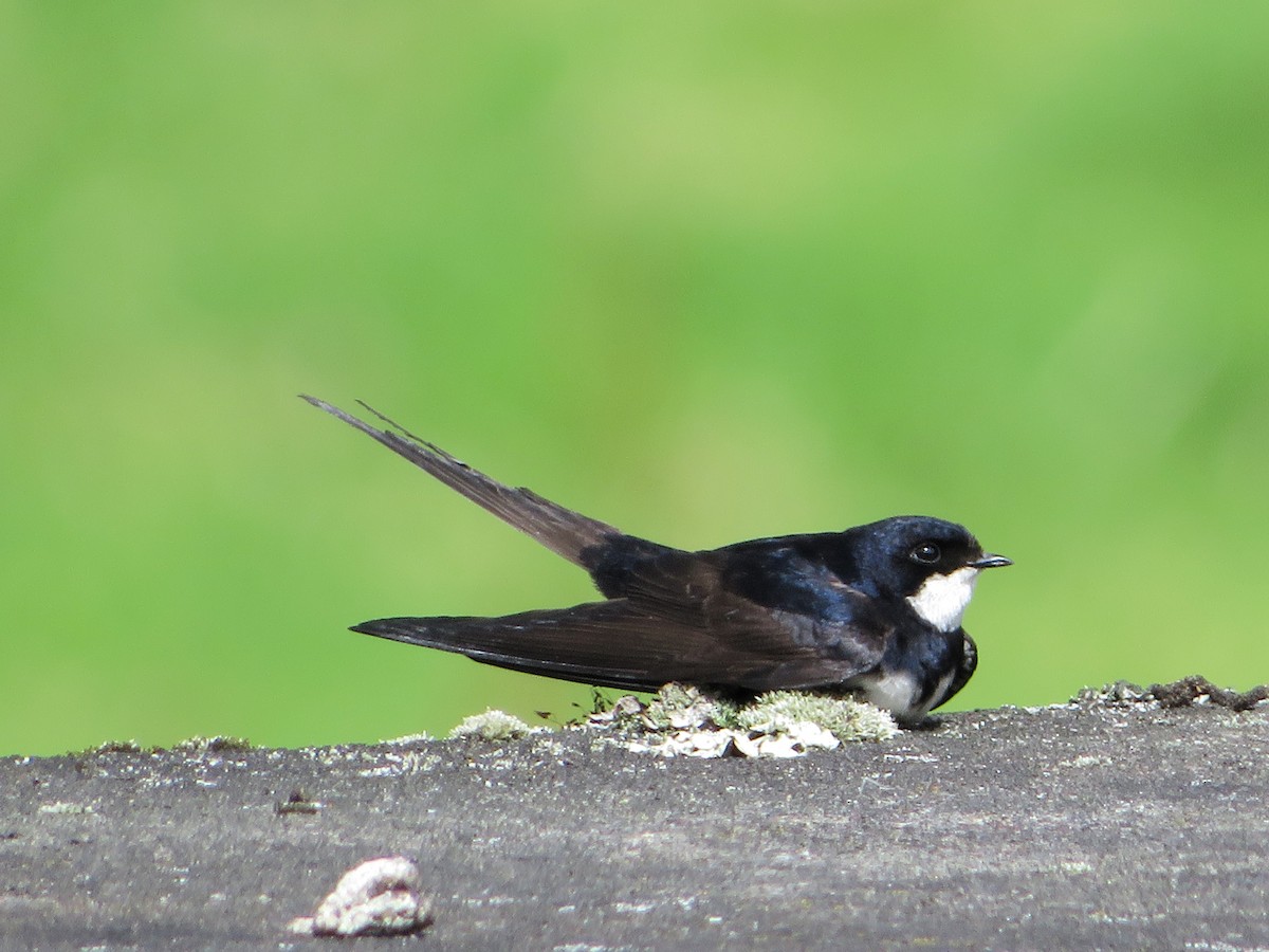 vlaštovka límcová - ML646240429