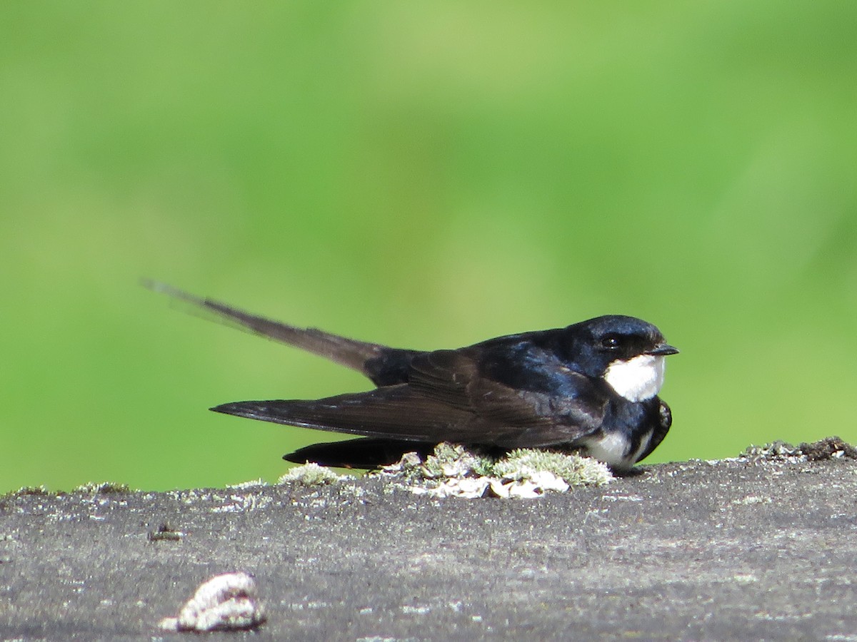 vlaštovka límcová - ML646240430