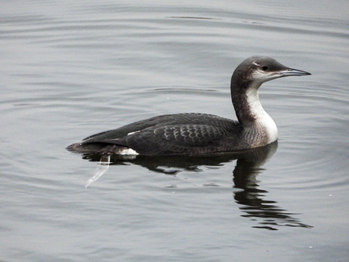 Arctic Loon - ML646240431