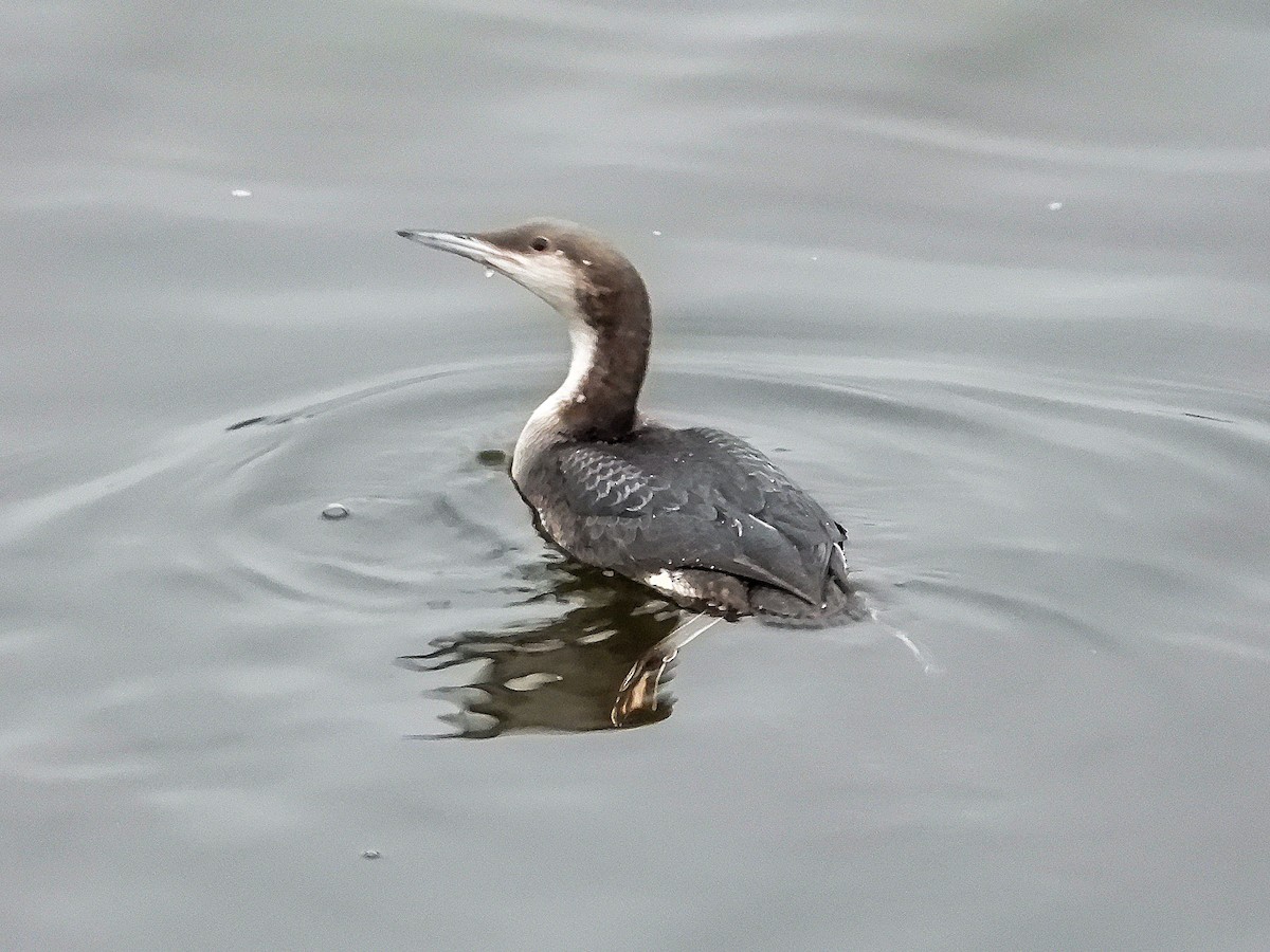Arctic Loon - ML646240432