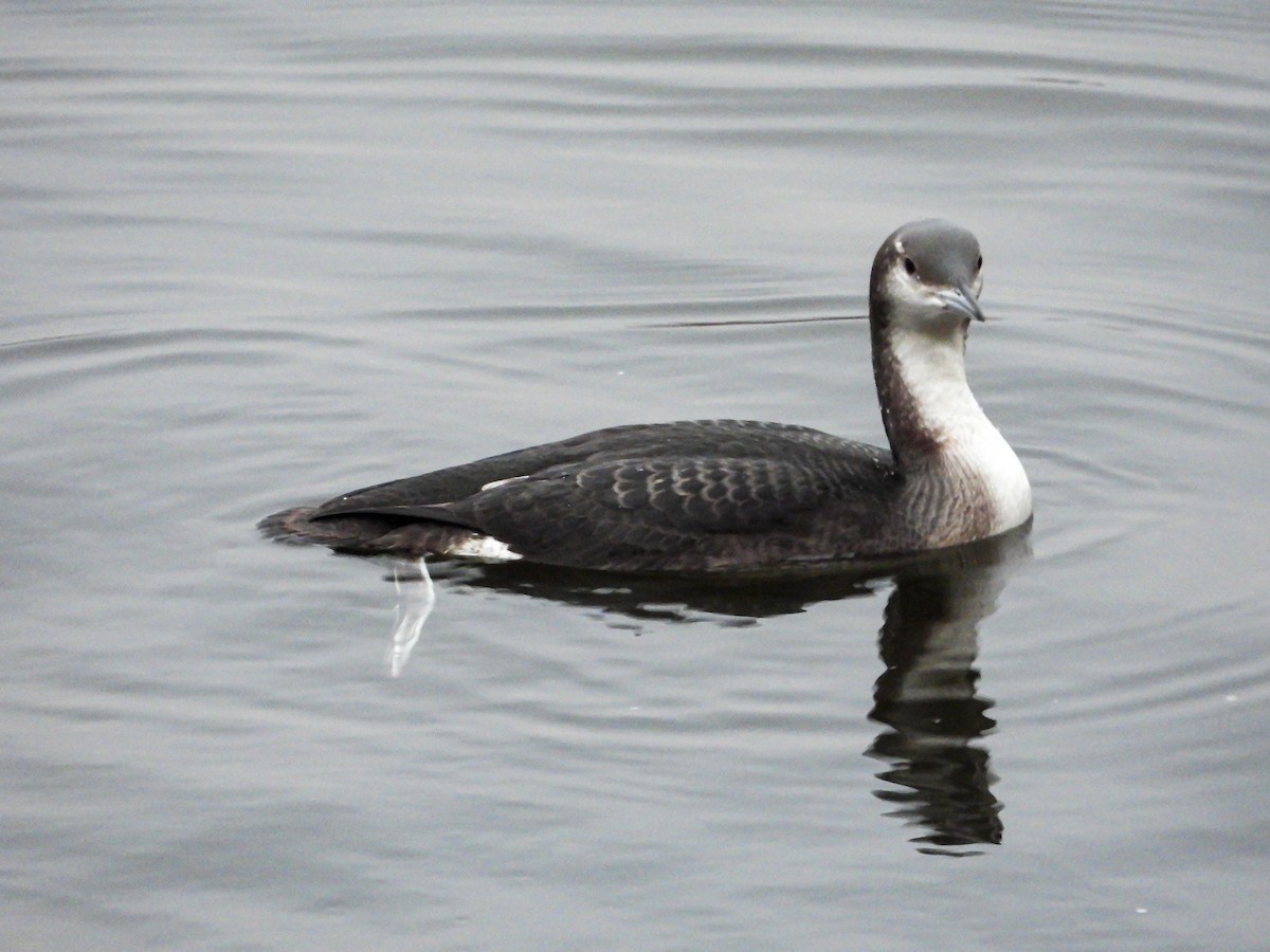 Arctic Loon - ML646240434