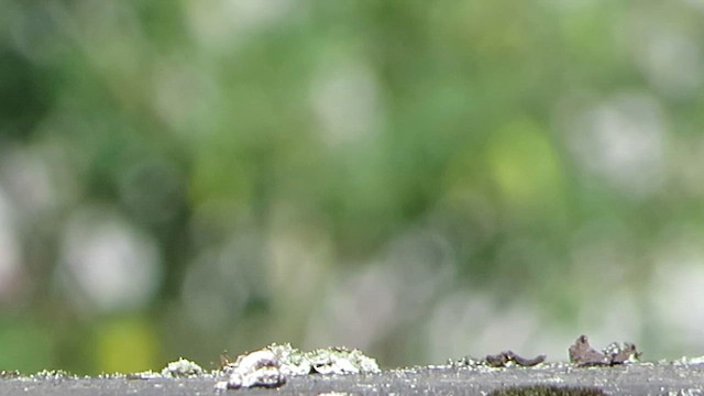 vlaštovka límcová - ML646240435