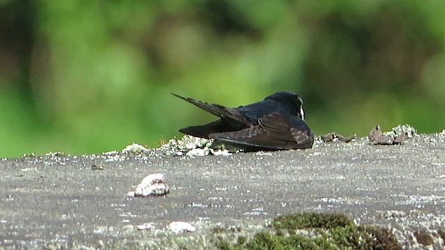 vlaštovka límcová - ML646240436