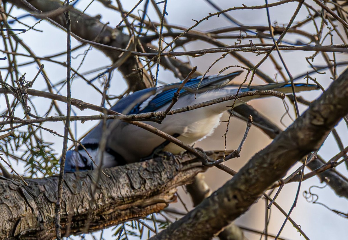 Blue Jay - ML646240437