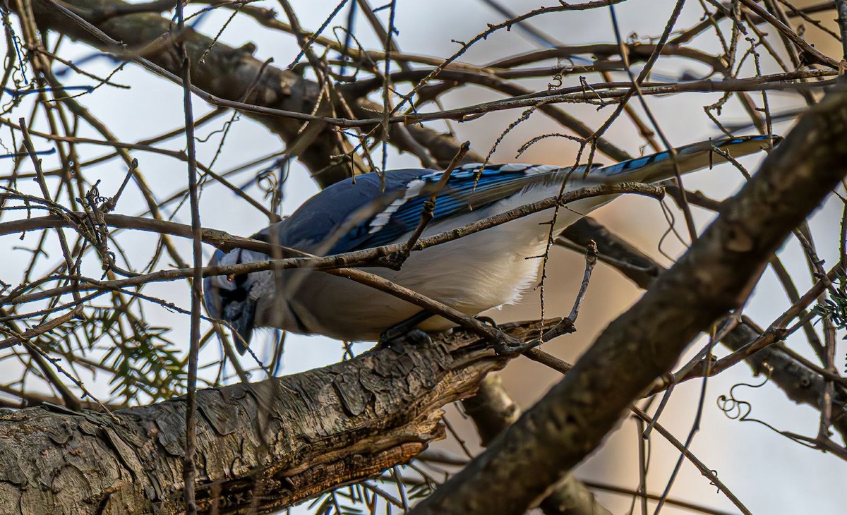 Blue Jay - ML646240438