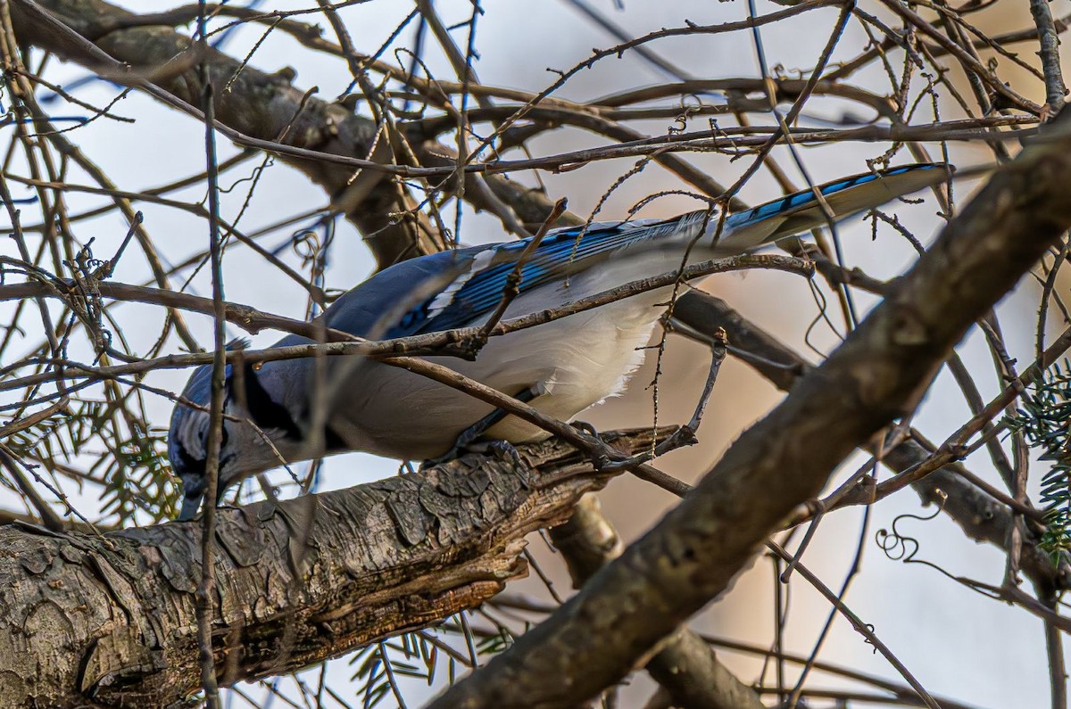 Blue Jay - ML646240439