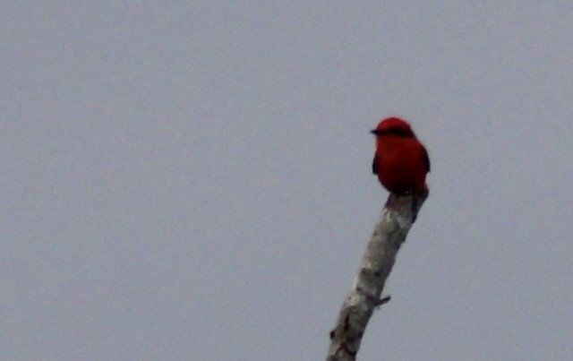 Vermilion Flycatcher - ML646240440