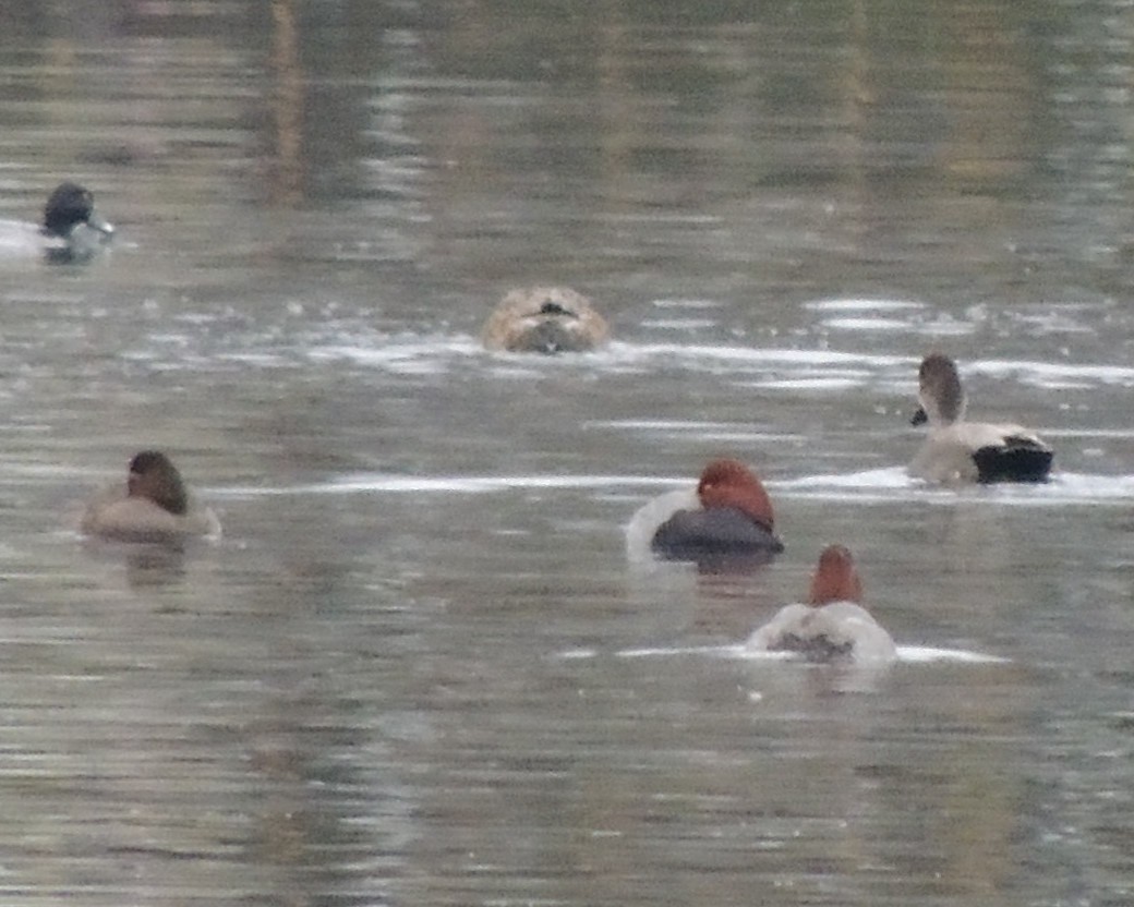 Redhead - ML646240441