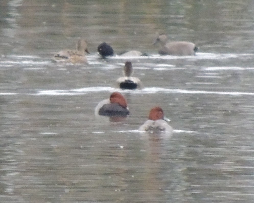 Redhead - ML646240442