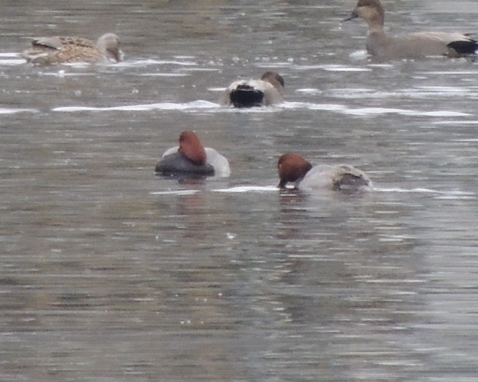 Redhead - ML646240443