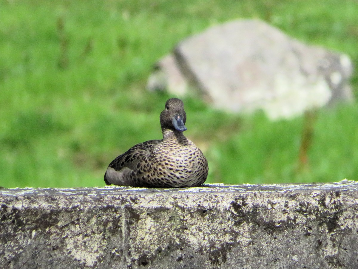 Andean Teal - ML646240444