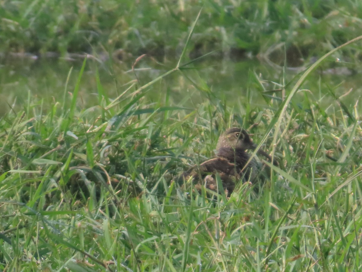 Greater Painted-Snipe - ML646240447