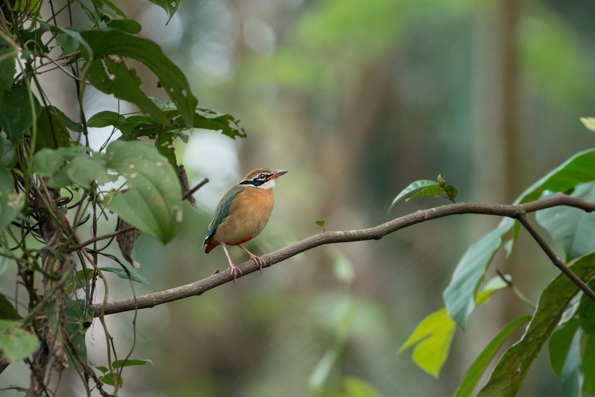 Indian Pitta - ML646240448