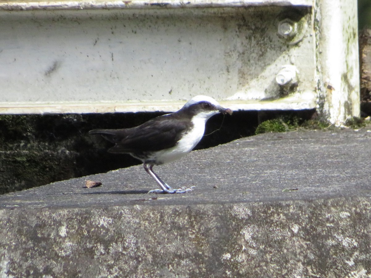 White-capped Dipper - ML646240449