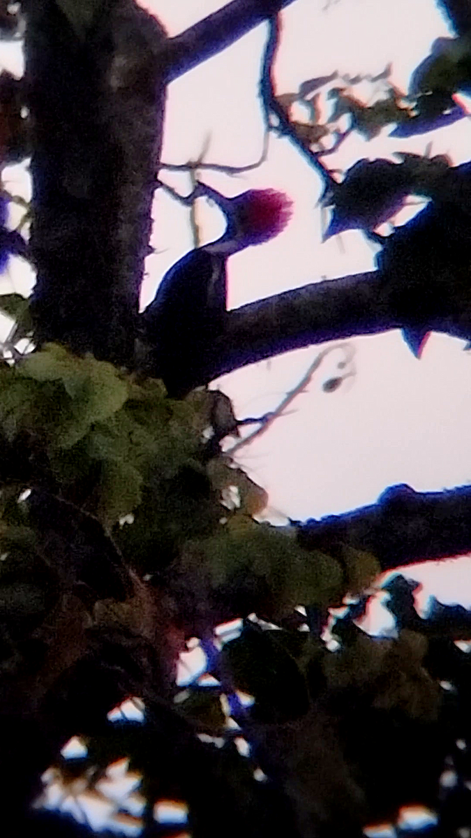 datel proužkovaný - ML646240470