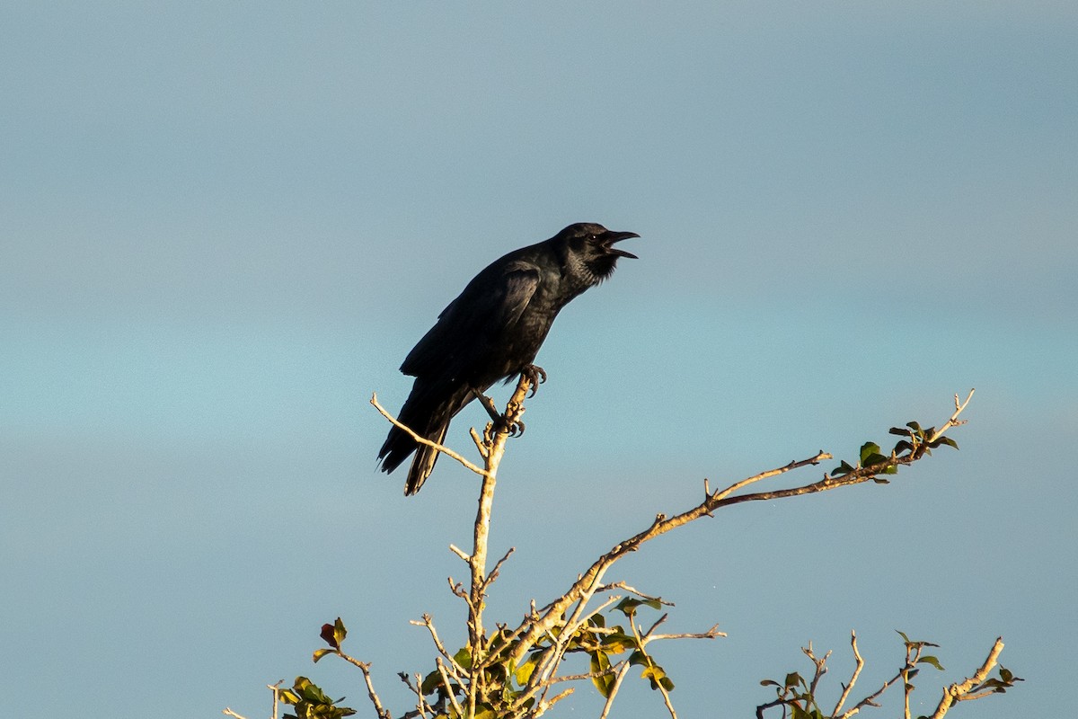 Fish Crow - ML646240471