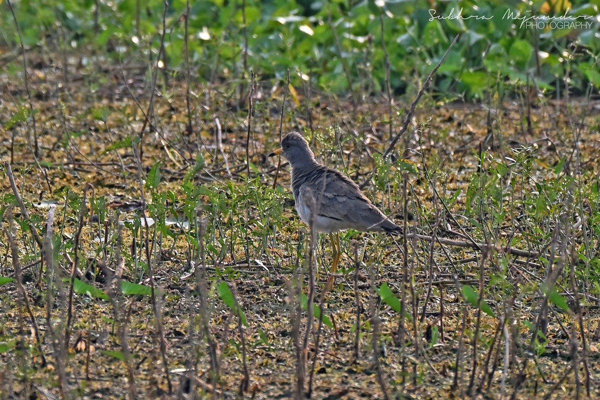 Gray-headed Lapwing - ML646240472