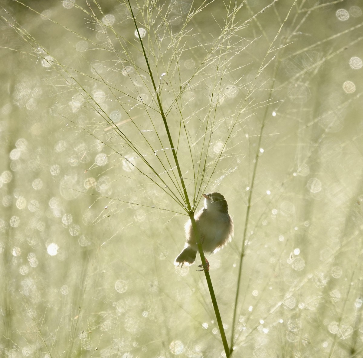 Zitting Cisticola - ML646240474