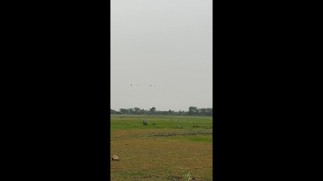 Bar-headed Goose - ML646240481