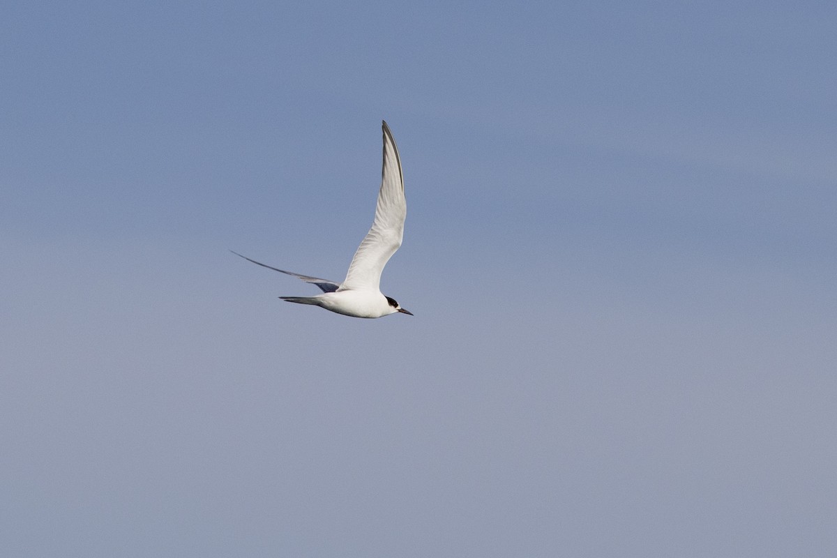 Common Tern - ML646240482