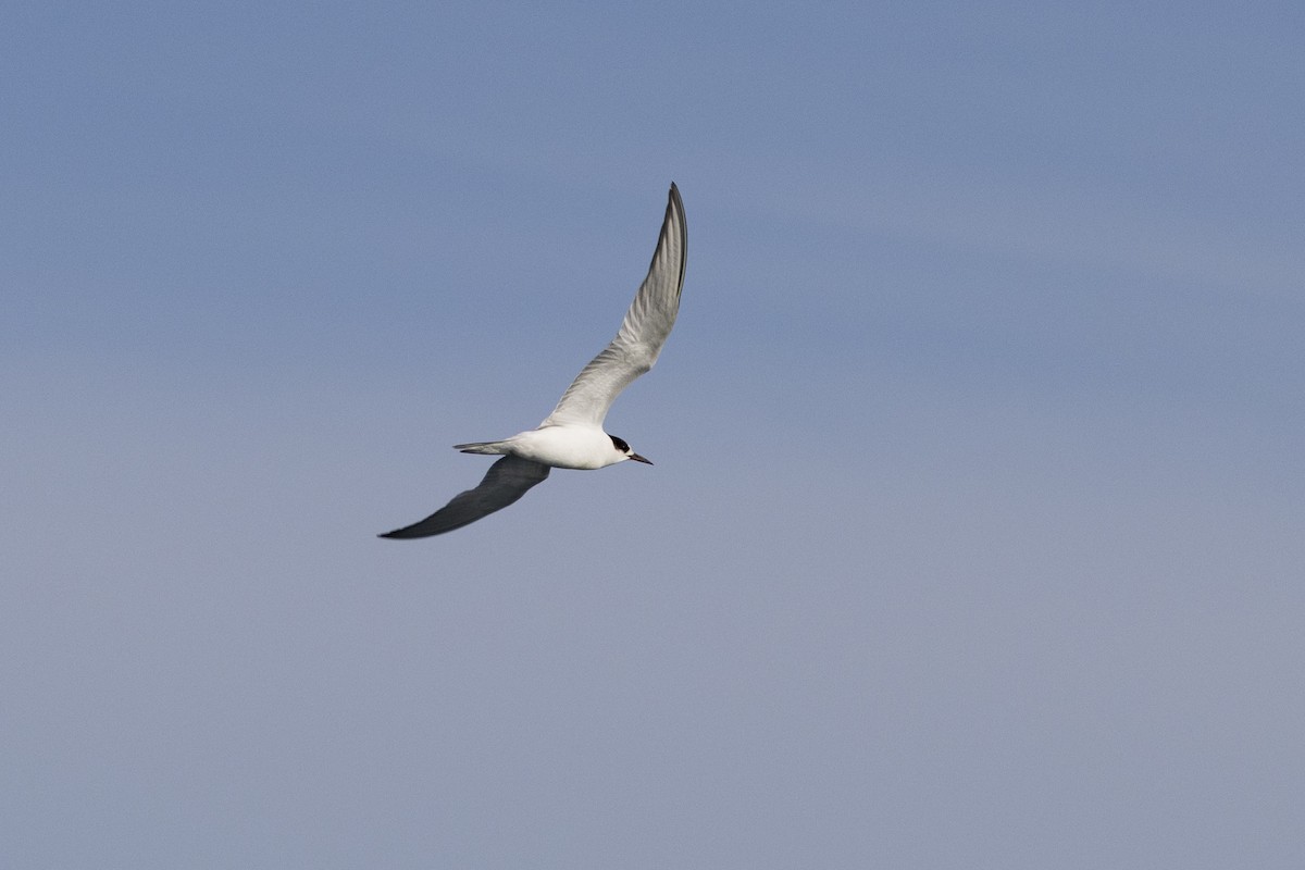 Common Tern - ML646240483