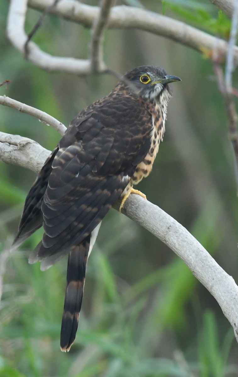 Large Hawk-Cuckoo - ML646240496