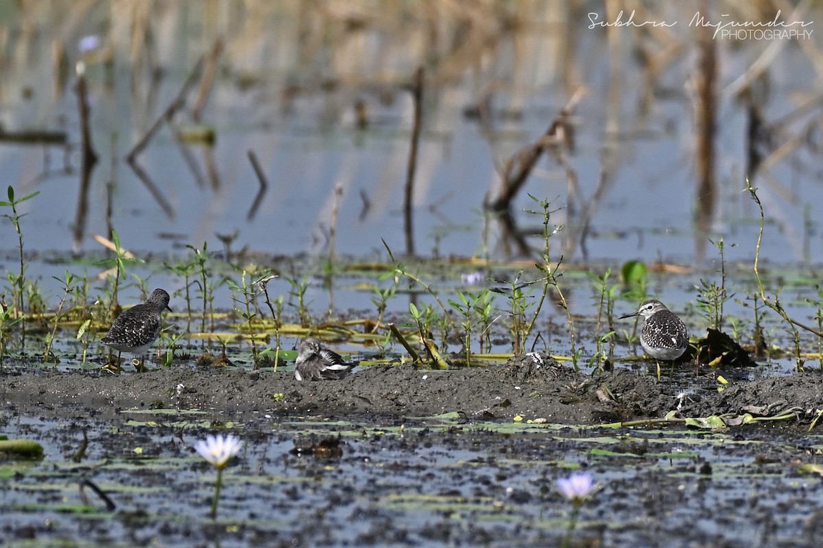 Wood Sandpiper - ML646240497