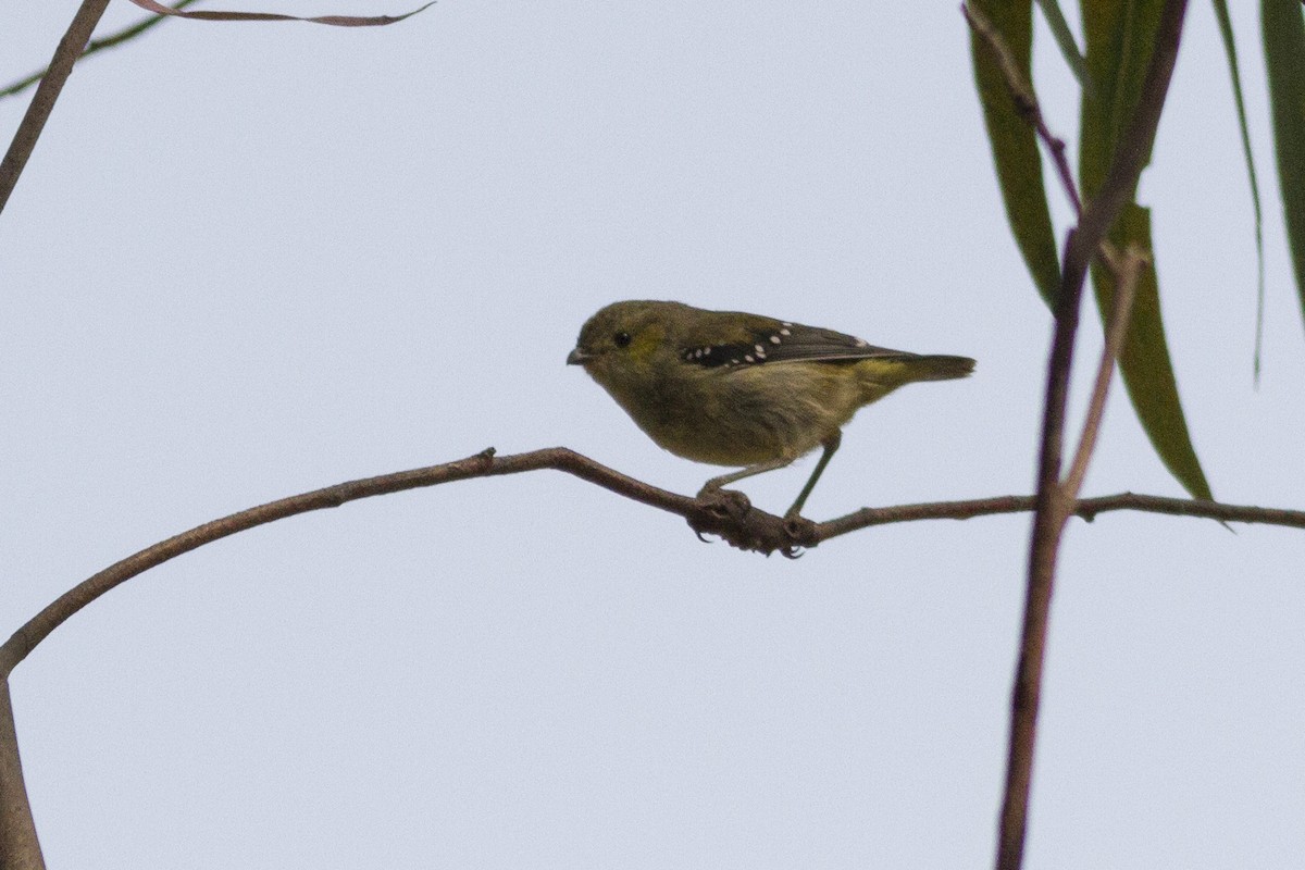 Forty-spotted Pardalote - ML646240498