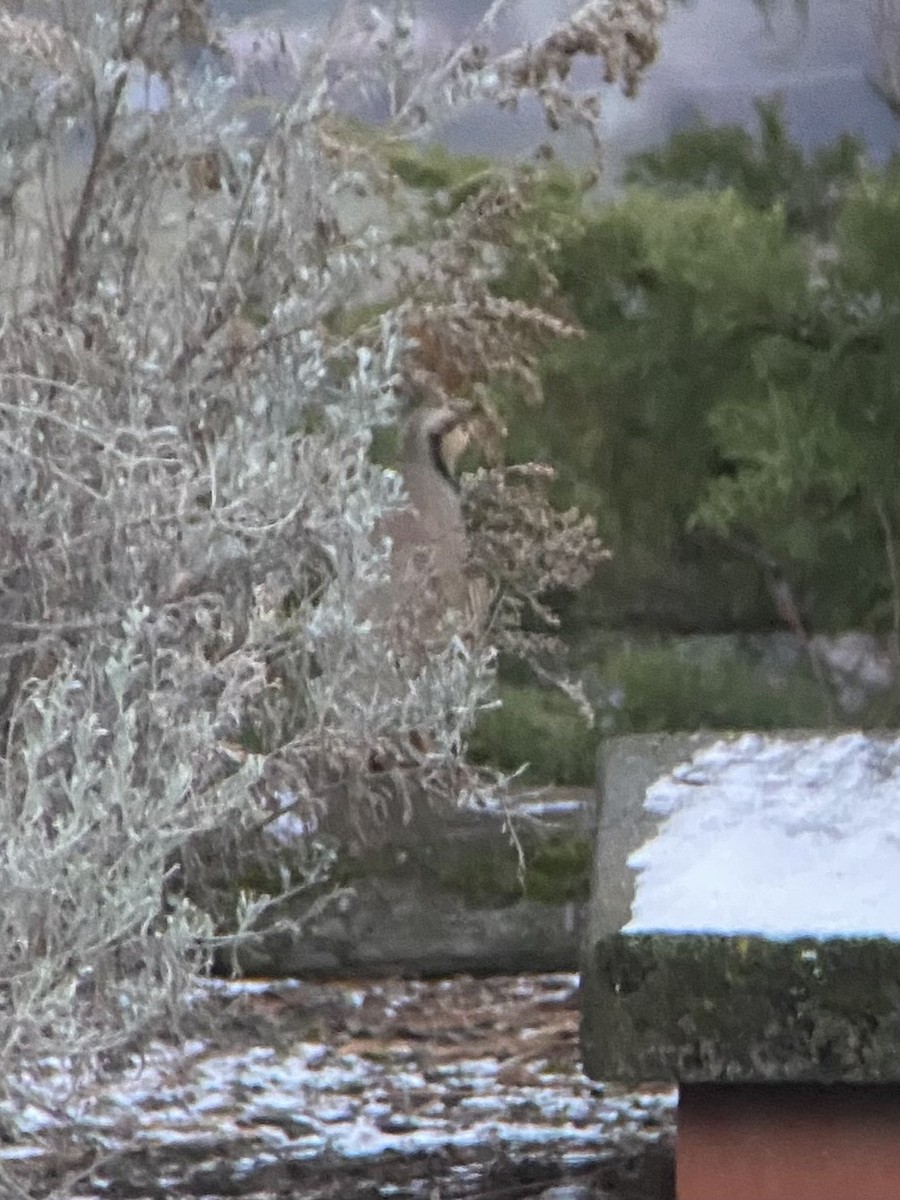 Chukar - ML646240499