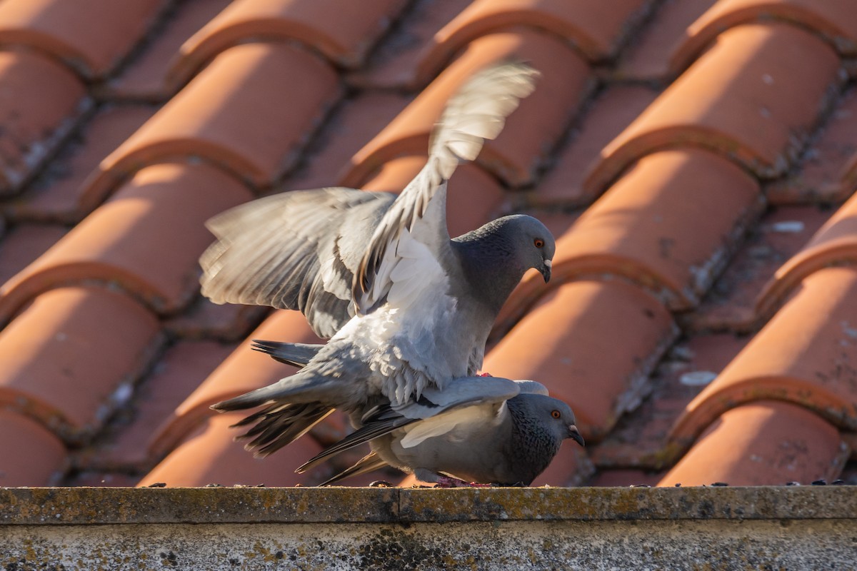 Rock Pigeon (Feral Pigeon) - ML646240501