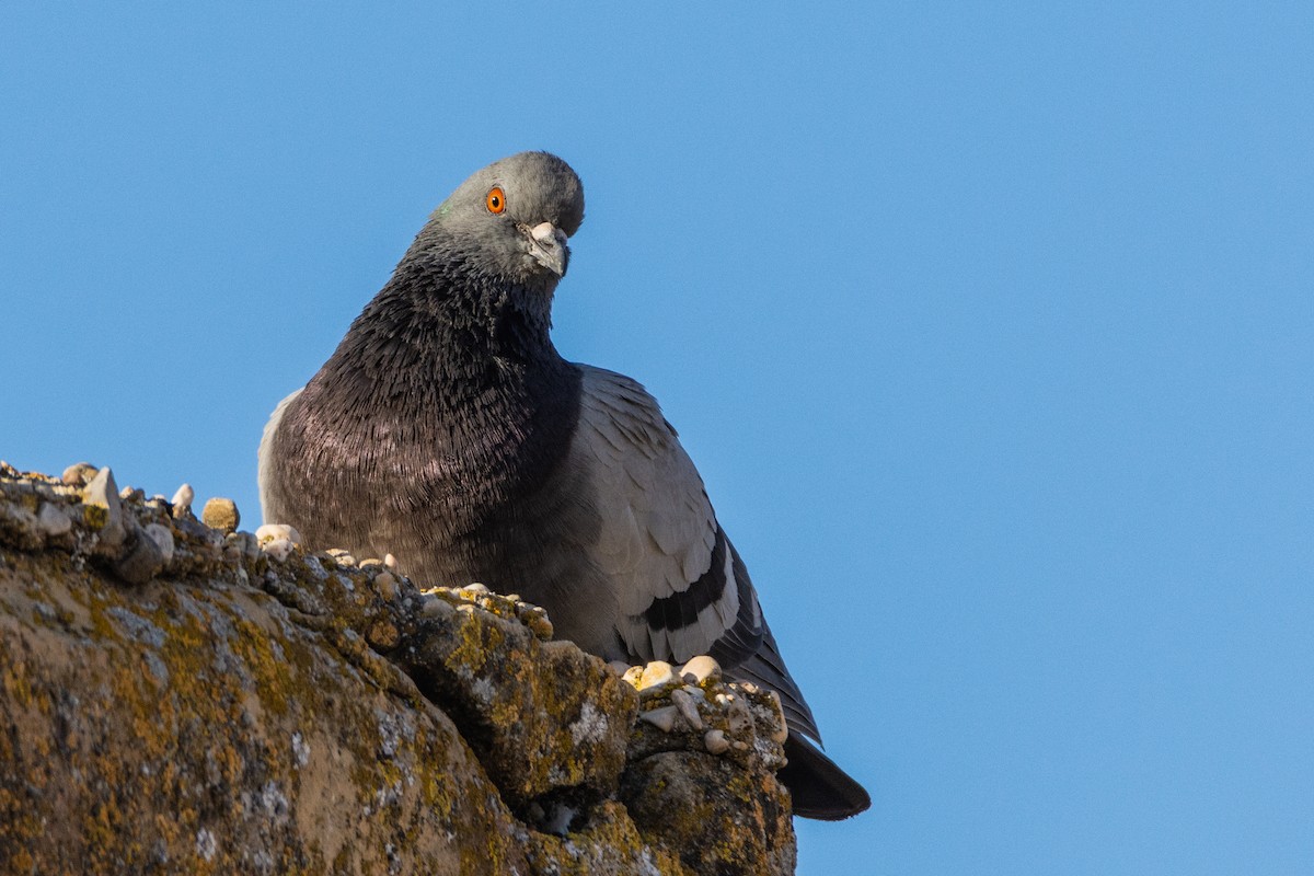 Rock Pigeon (Feral Pigeon) - ML646240502