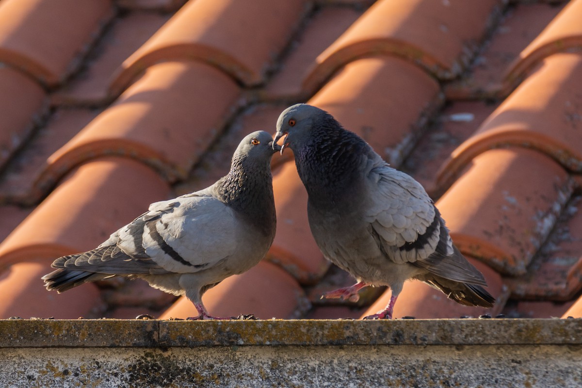 Rock Pigeon (Feral Pigeon) - ML646240503